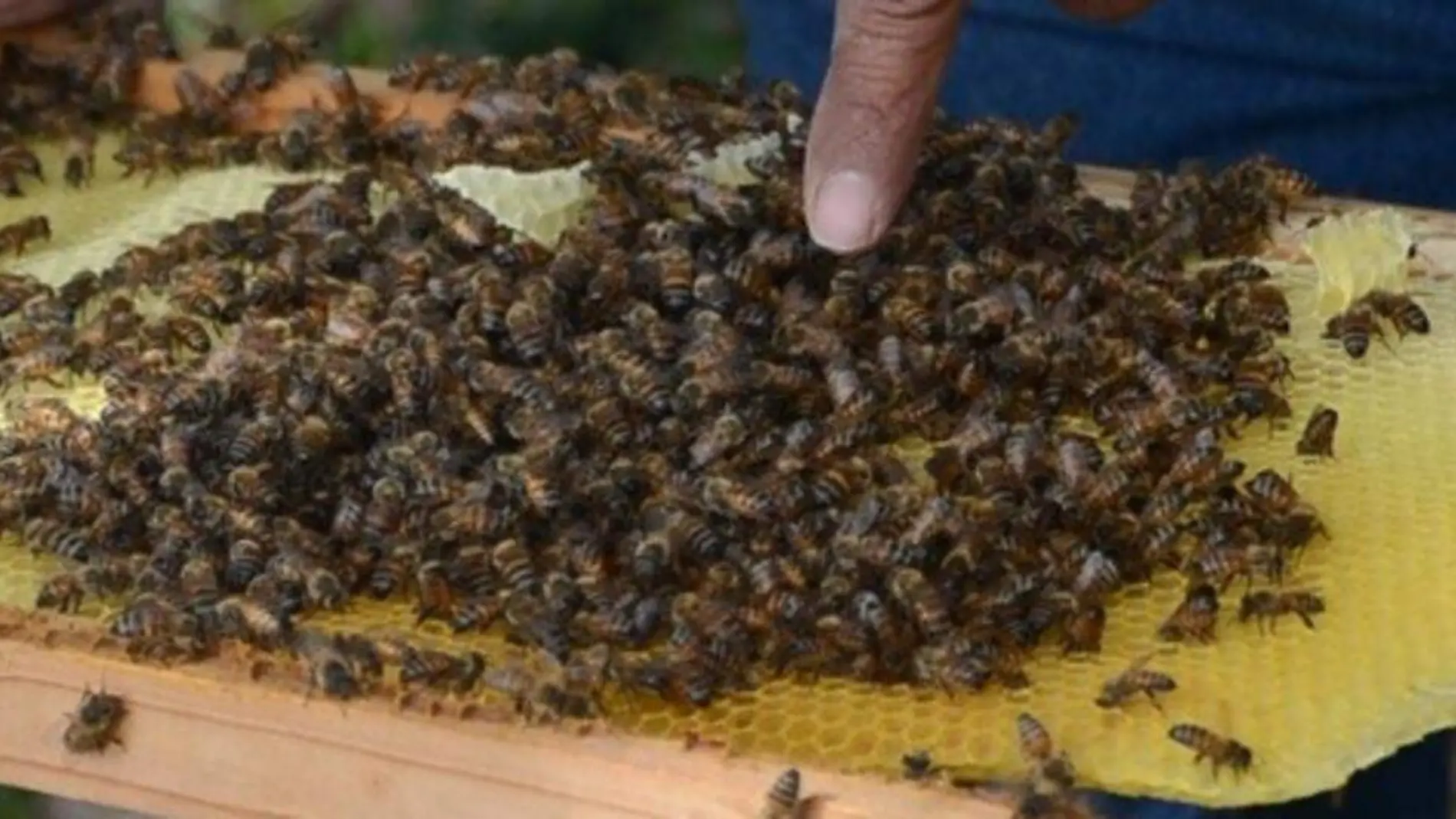 Cuidan abejas que se ubican cerca de la población.  Foto Archivo  El Sol de San Juan del Río